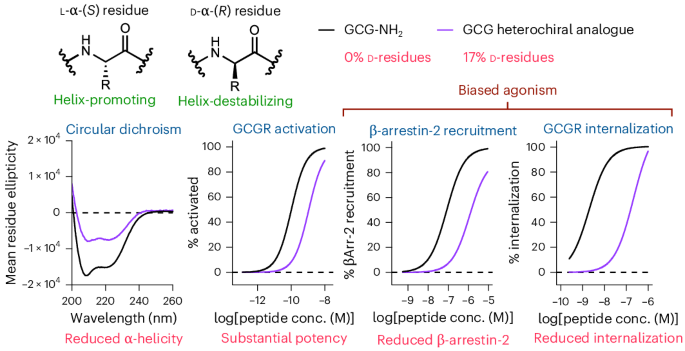 Potent and biased agonists of class B1 GPCRs from a heterochiral design strategy