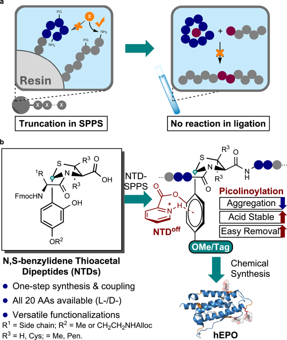 Pyridium-π interaction preserves N,S-benzylidene thioacetals in acidolysis enabling efficient protein chemical synthesis