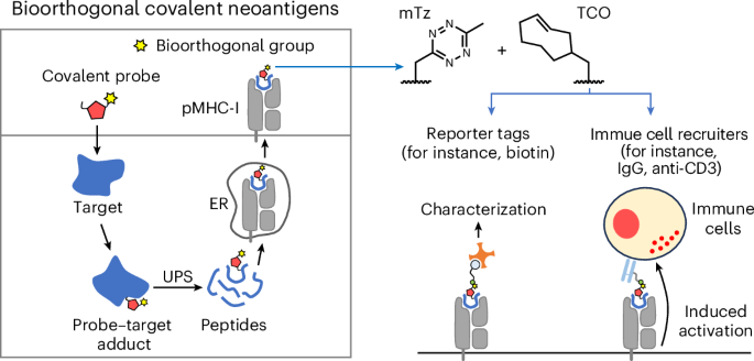 Expanding the repertoire of chemically induced covalent neoantigens