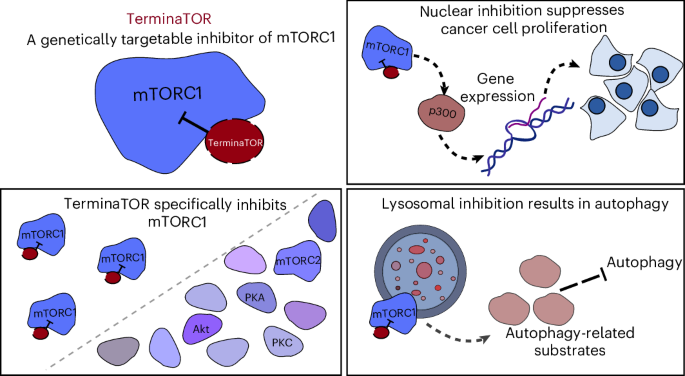Genetically targeted mTORC1 inhibitor reveals transcriptional control by nuclear mTORC1