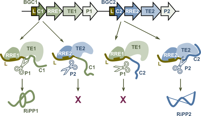 RiPP recognition elements evolved to prevent pathway interference through leader peptide discrimination