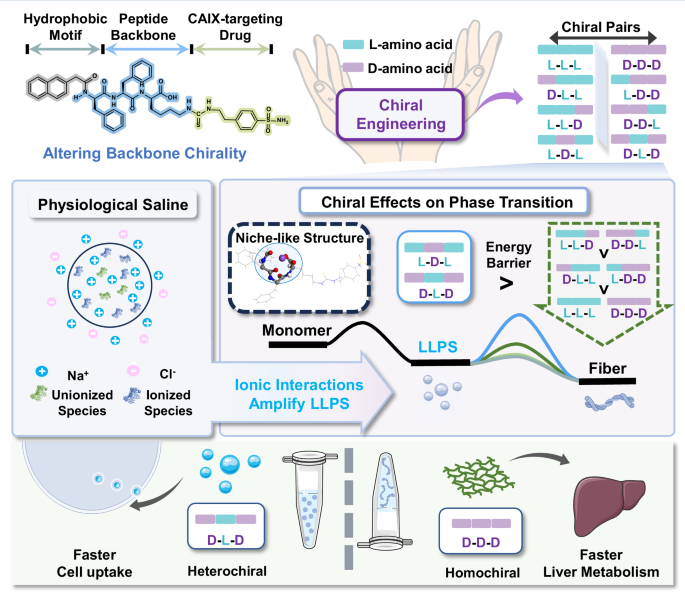 Phase separation of a heterochiral peptide-drug conjugate amplified by ionic interactions