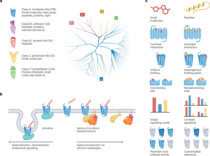 Peptide ligand discovery of G protein-coupled receptors