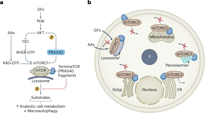 A TerminaTOR of mTORC1 signaling