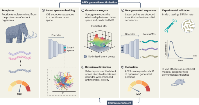 Data-driven surrogates of rational design enable antimicrobial peptide optimization