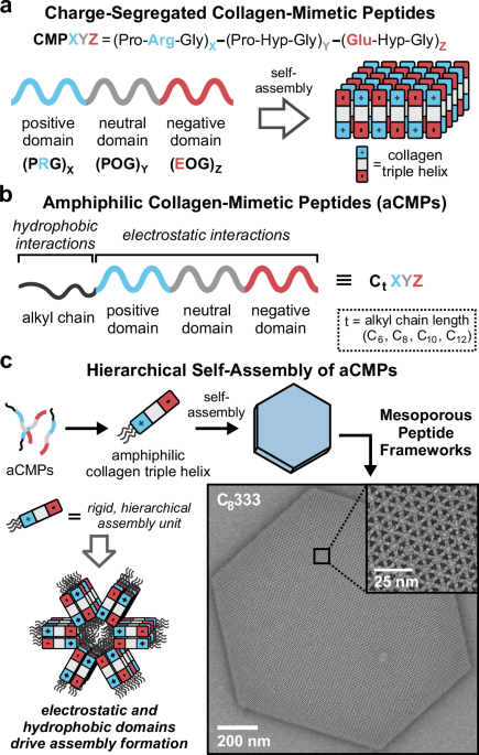Mesoporous peptide frameworks engineered from crystallizable collagen-mimetic peptide amphiphiles