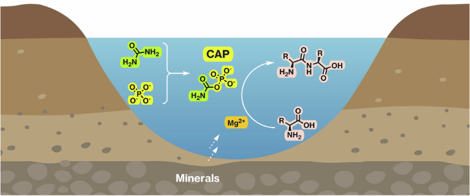 Carbamoyl phosphate-mediated peptide formation in mild prebiotic environment