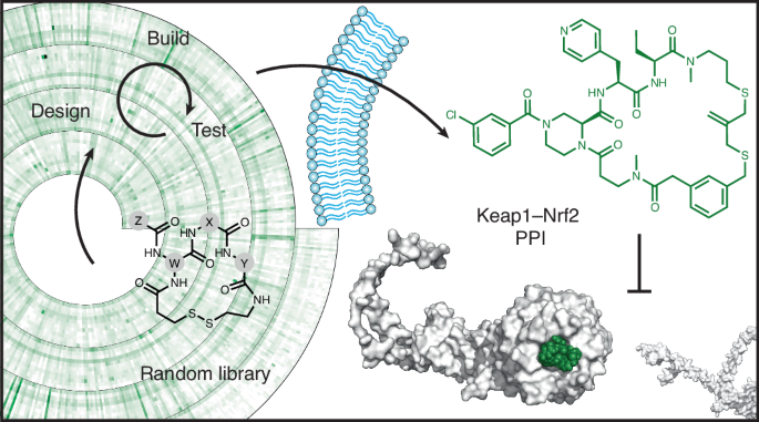 Generation of membrane-permeable cyclic peptides inhibiting protein–protein interaction