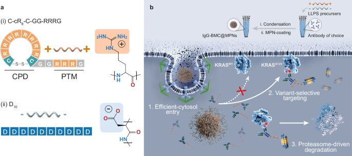 Biomolecular Condensates as Protein Degradation Tools for Intracellular Targets