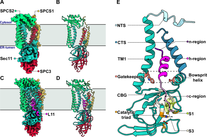 Structural basis of signal peptide recognition by the signal peptidase complex
