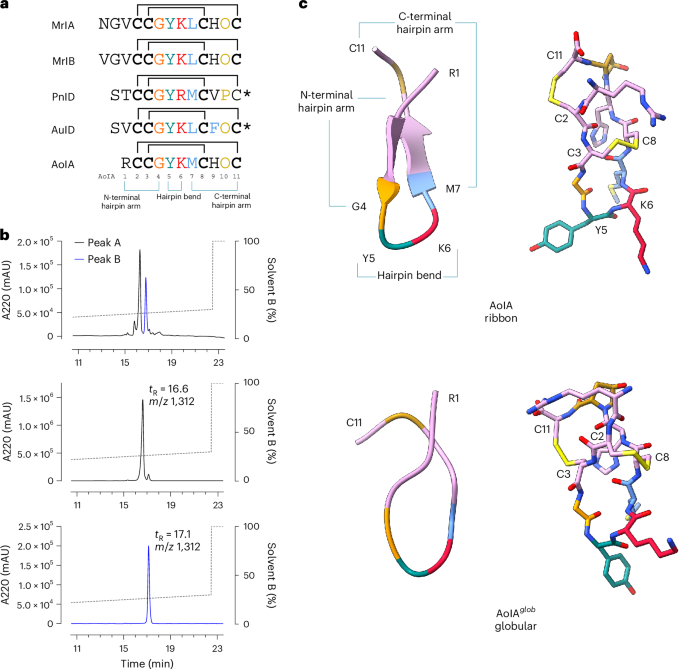 Structural and functional basis of antinociceptive action of χ-conotoxin AoIA at the noradrenaline transporter