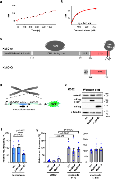 Discovery of an Endonuclease G-inhibitory Ku80-peptide protecting against leukemogenic rearrangements at the MLL breakpo