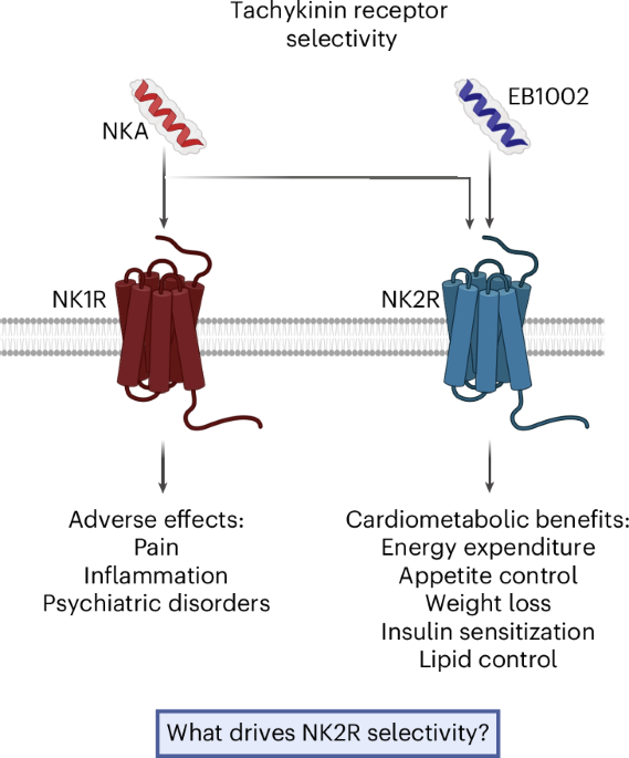 Structurally defining neurokinin selectivity to improve NK2R agonists