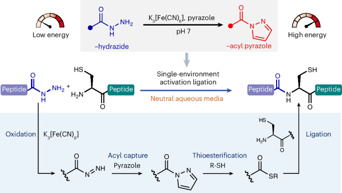 Ferricyanide-mediated direct ligation of peptide hydrazides in neutral water