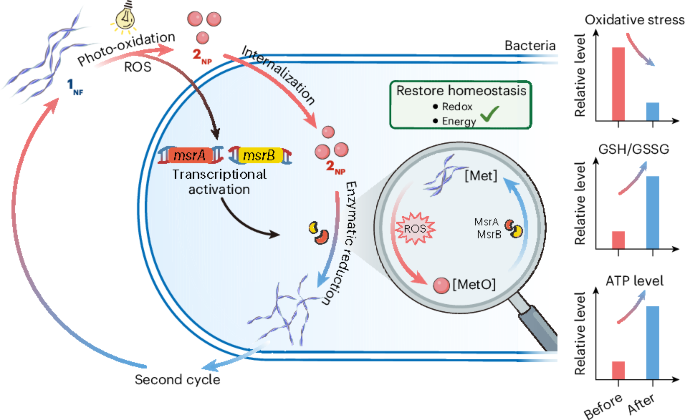 Restoring intracellular homeostasis disrupted by synthetic nanoassemblies
