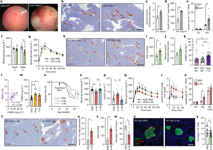 A hormone complex of FABP4 and nucleoside kinases regulates islet function