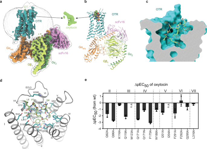 Structural basis for the activation and ligand recognition of the human oxytocin receptor