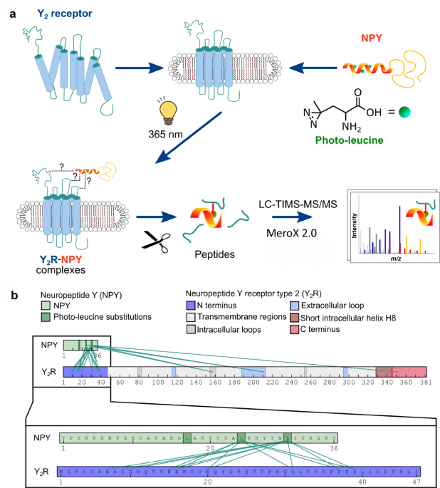 Transient ligand contacts of the intrinsically disordered N-terminus of neuropeptide Y2 receptor regulate arrestin-3 rec