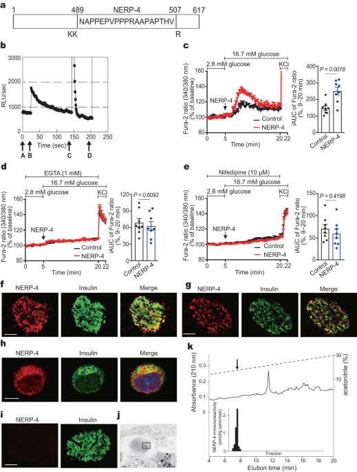 The NERP-4–SNAT2 axis regulates pancreatic β-cell maintenance and function