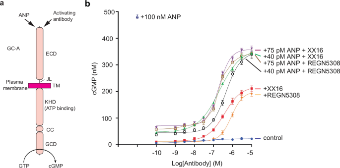 Structural insights into single-pass transmembrane receptor GC-A activation by distinct antihypertensive antibodies