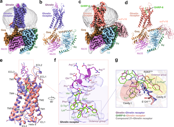 Molecular recognition of an acyl-peptide hormone and activation of ghrelin receptor
