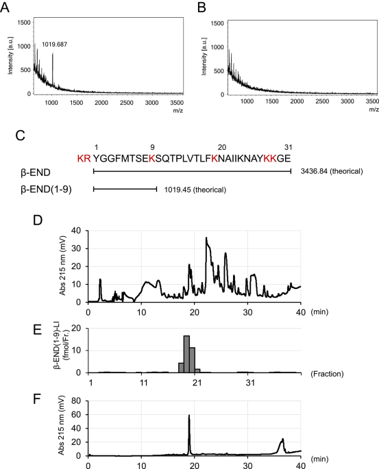 Extracellular processing of proopiomelanocortin generates short beta endorphin that regulates rat keratinocytes via the