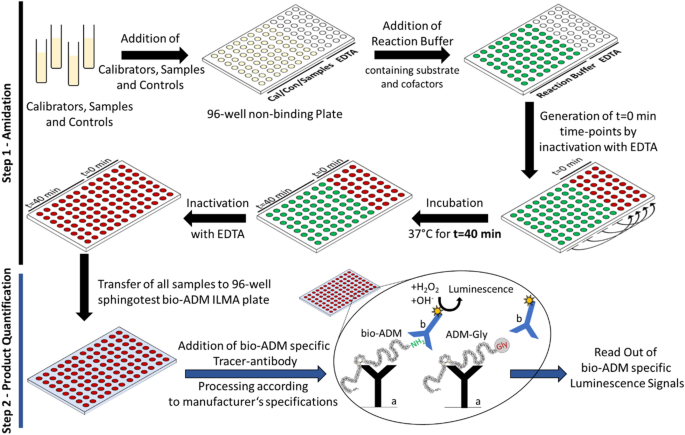 Novel insights into peptide amidation and amidating activity in the human circulation