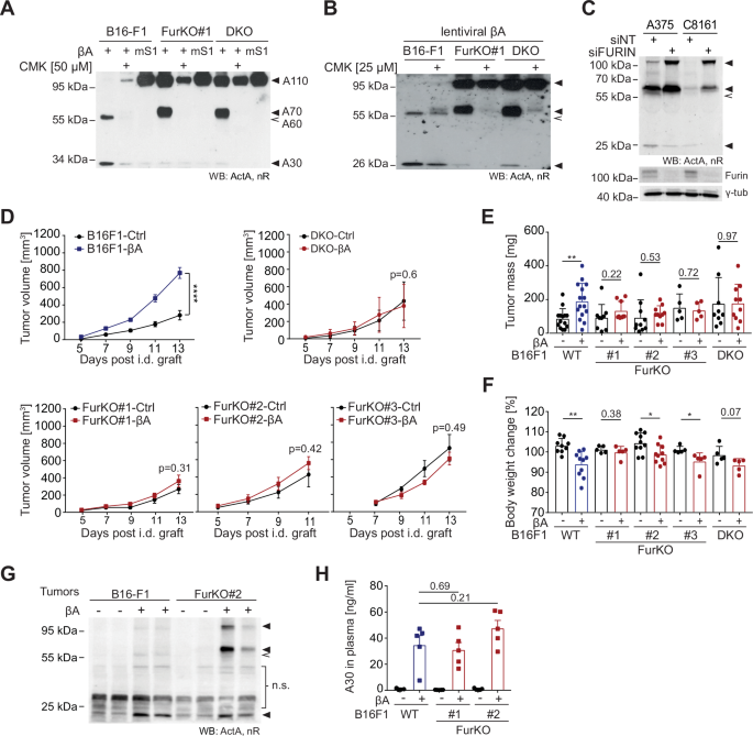 Stepwise release of Activin-A from its inhibitory prodomain is modulated by cysteines and requires furin coexpression to