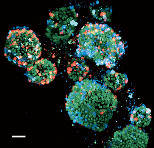 Gene-edited organoids enable sensitive assessment of peptide hormone variation