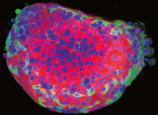 Pancreatic δ-cells influence the glycaemic set point