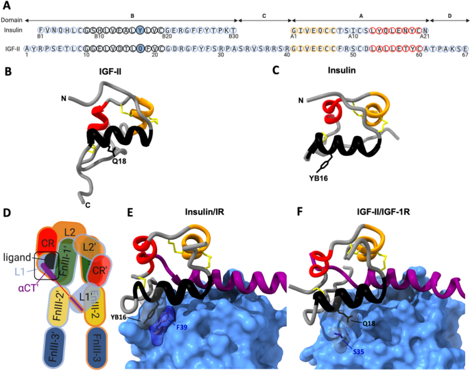 Determinants of IGF-II influencing stability, receptor binding and activation