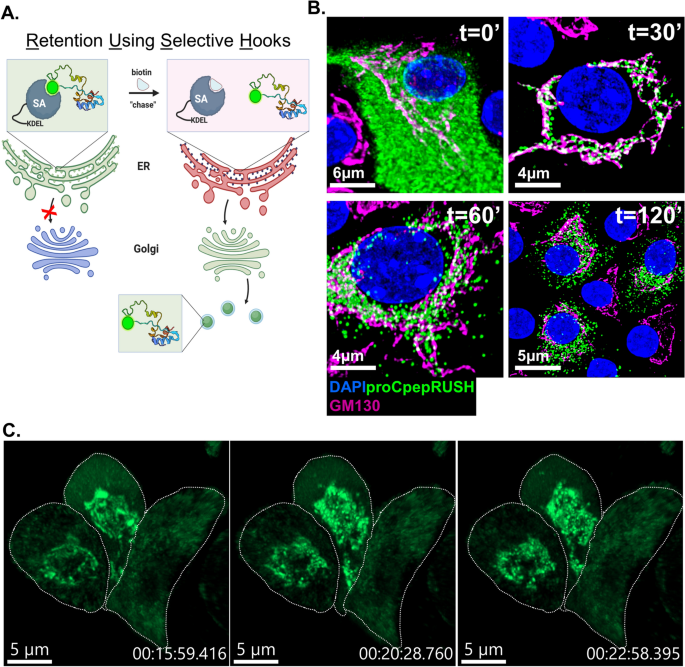 Synchronized proinsulin trafficking reveals delayed Golgi export accompanies β-cell secretory dysfunction in rodent mode