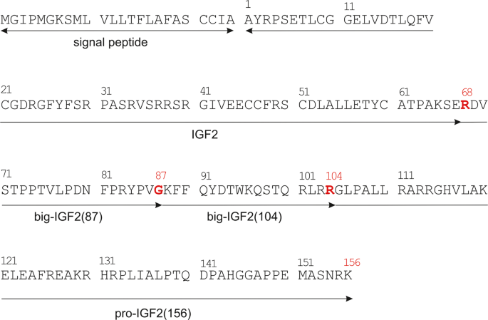 Non-glycosylated IGF2 prohormones are more mitogenic than native IGF2