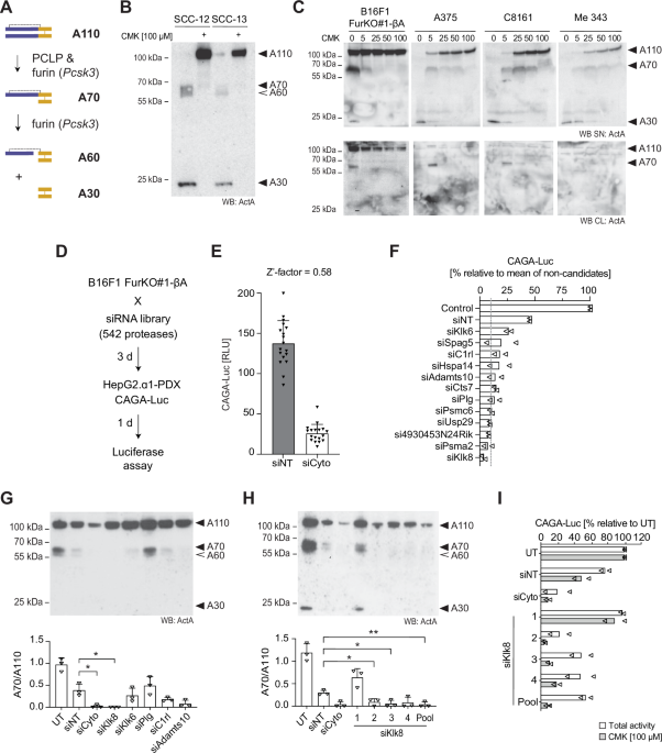 Kallikrein-8 mediates furin-independent Activin-A precursor processing to stimulate tumor growth in melanoma
