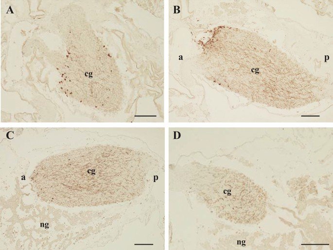 Distribution of cionin, a cholecystokinin/gastrin family peptide, and its receptor in the central nervous system of Cion