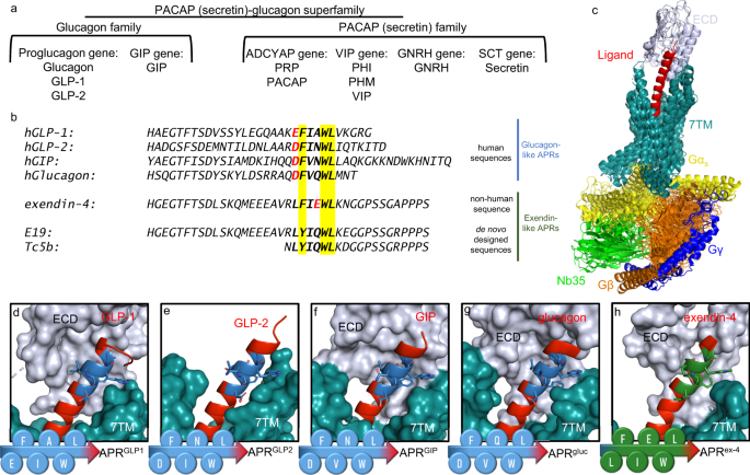 Polymorphic amyloid nanostructures of hormone peptides involved in glucose homeostasis display reversible amyloid format