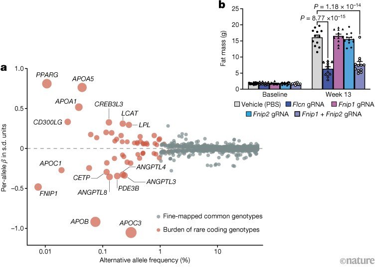 Switching off the FNIP1 gene protects against metabolic disease