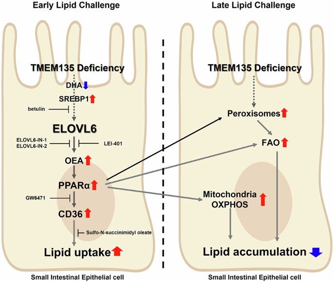 TMEM135 deficiency prevents intestinal lipid accumulation by coordinating lipid uptake and oxidation through ELOVL6-medi