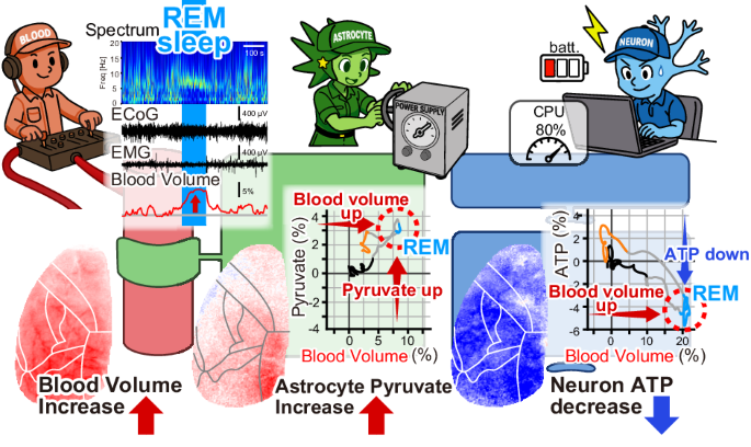 Energy paradox in REM sleep: balancing supply and consumption in brain metabolism