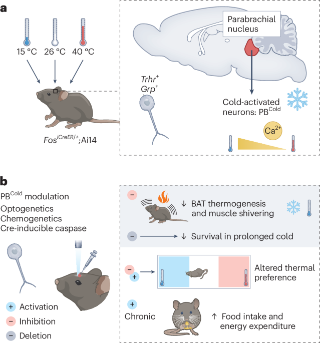 Cold sensing and the parabrachial nucleus