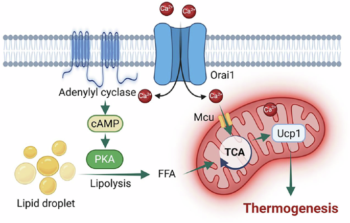 Orai1-mediated Ca2+ entry regulates lipolysis and mitochondrial activation in brown adipose thermogenesis