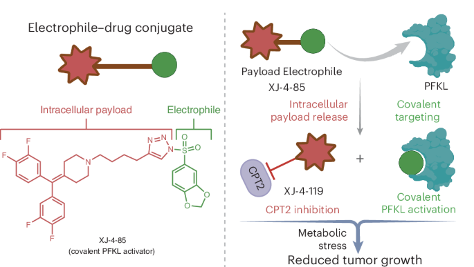 A covalent PFKL activator suppresses tumor growth
