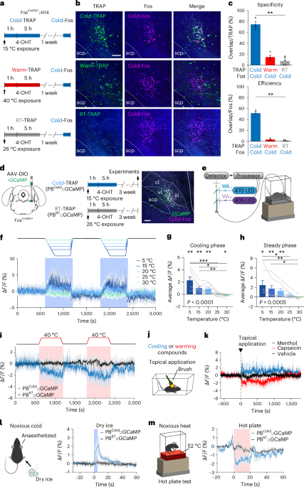 Parabrachial neurons orchestrate cold-induced homeostatic responses
