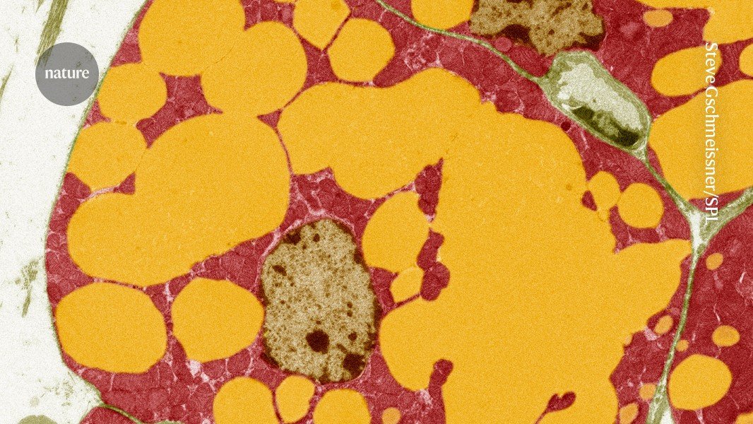 More muscle, less belly fat: mutations to a gene are linked to wide-ranging benefits