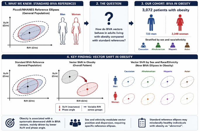 Rethinking Biva in obesity: systematic vector displacement across the adiposity spectrum