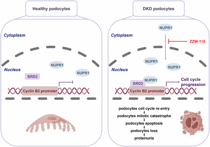 NUPR1 inhibition prevents mitotic catastrophe: a novel therapeutic strategy for podocyte injury in diabetic kidney disea