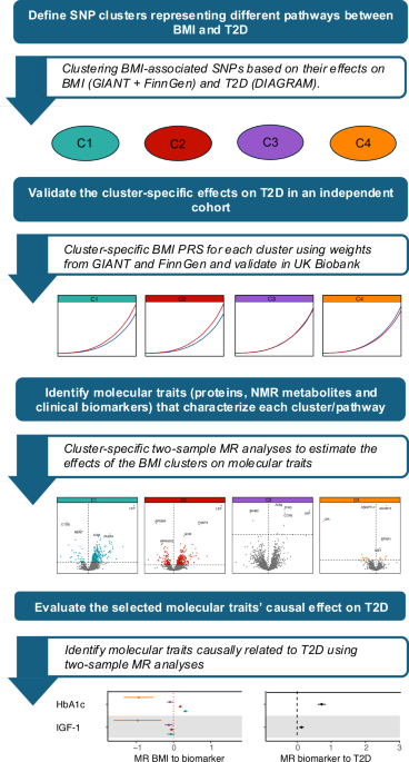 Genetic and molecular signatures highlight diverse pathways linking obesity to type 2 diabetes