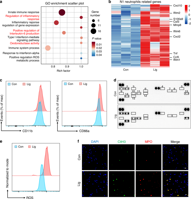 CHAC2-mediated glutathione metabolic reprogramming drives N1 polarization of bone marrow neutrophils and exacerbates inf
