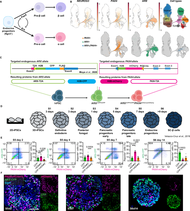 Resolving human α versus β cell fate allocation for the generation of stem cell-derived islets