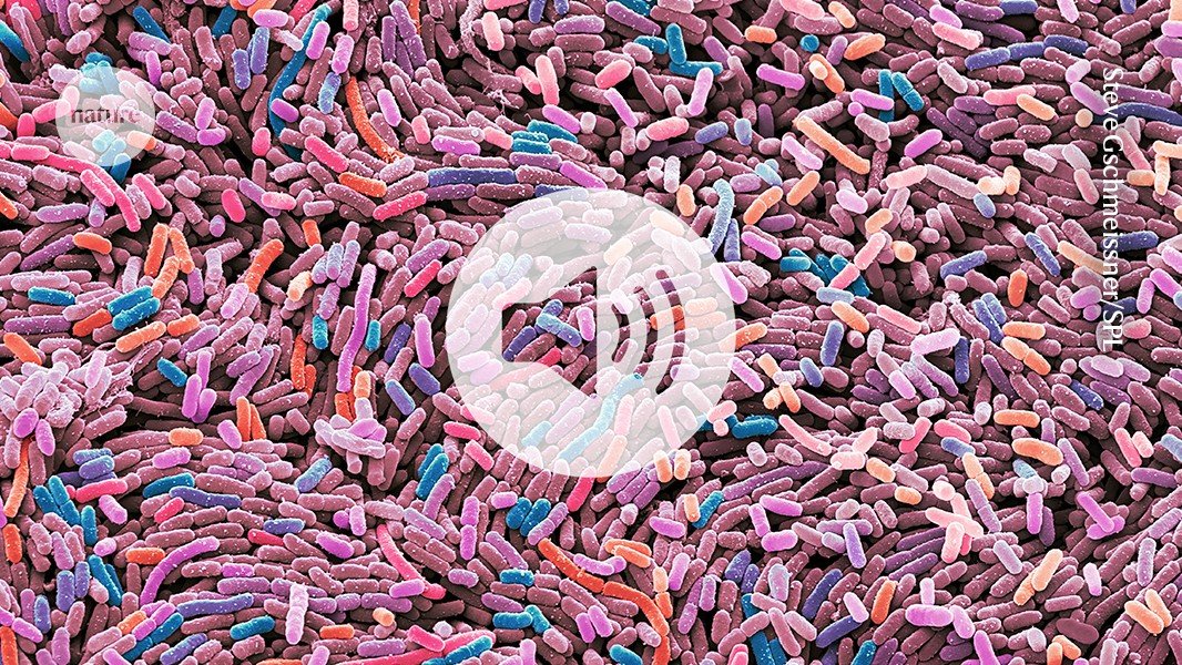 The probiotic bacteria engineered to treat diabetes